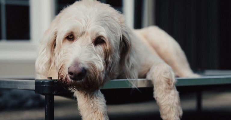 Screened Porches Can Blur The Indoor-Outdoor Routine For North Carolina Dogs