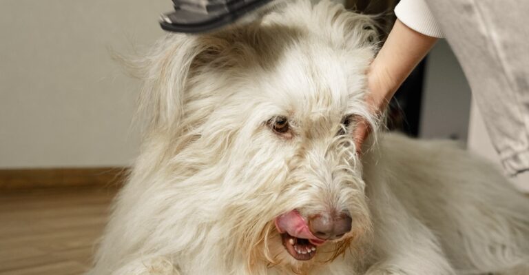 15 Grooming Problems Florida Humidity Creates For Dog Owners