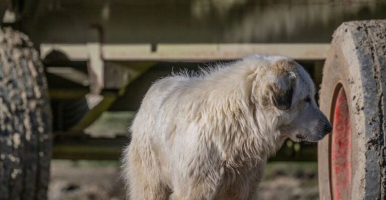 18 Texas Ranch Jobs To Finish Before Bringing Home A Puppy