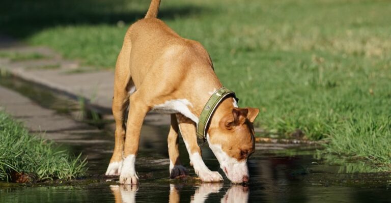 15 Maryland Yard Hazards That Become Harder To Spot After Heavy Rain