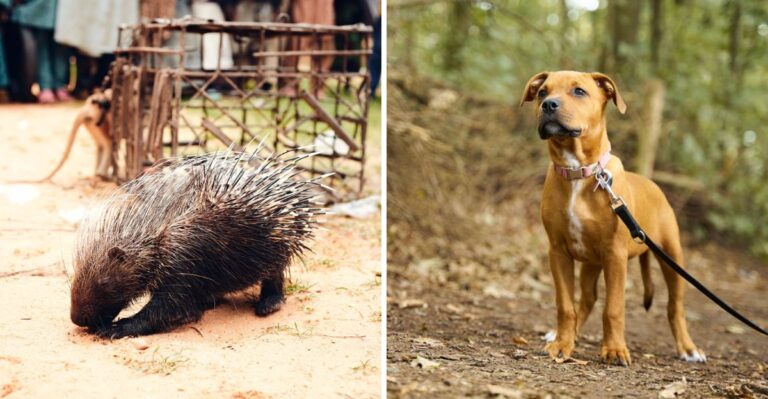 What To Do If Your Dog Encounters A Porcupine On An Idaho Trail