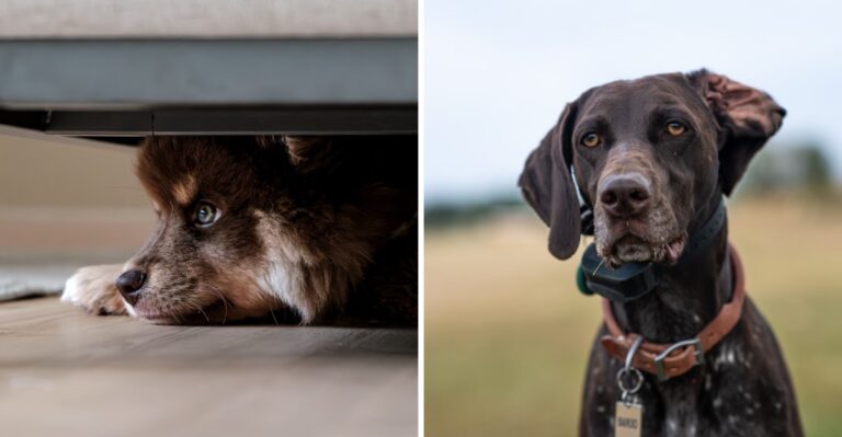 How New Madrid Earthquake Planning Changes When A Missouri Household Has Dogs