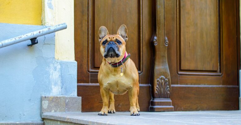 15 Skills Michigan Cottage Dogs Need Before A Summer Of Guests, Screen Doors, And Boat Docks