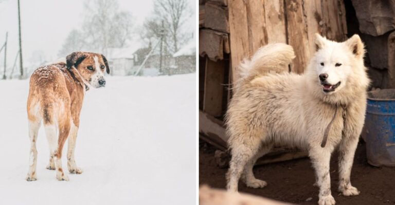 What Pennsylvania Law Says About Dogs Left Outside During Severe Weather