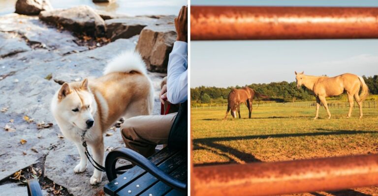 How To Explore Kentucky Horse Country With A Dog Without Causing Trouble