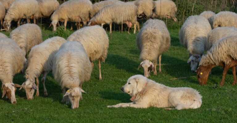 15 Working Dog Breeds For Minnesota Farms And Livestock Properties