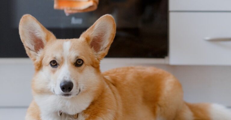 20 Michigan Cottage-Kitchen Habits To Rethink When A Dog Is Underfoot All Summer
