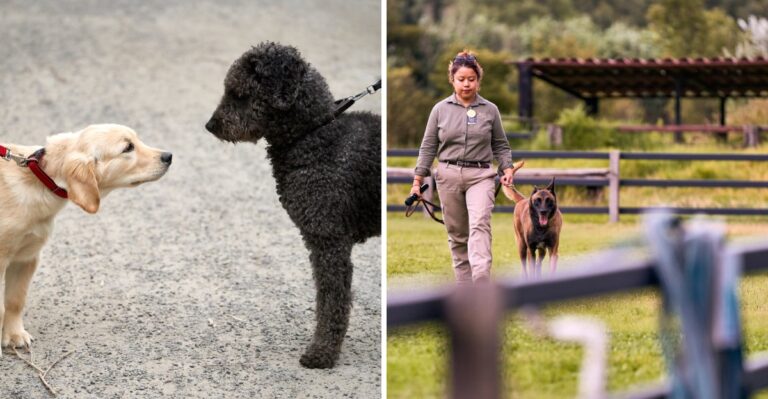 18 Ways A Rescue Dog’s Routine Changes Between Rural North Carolina And Charlotte Or Raleigh