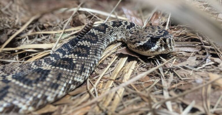 What Kansas Dog Owners Should Know About Prairie Rattlesnakes In The West