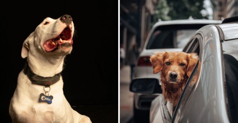 20 Documents Florida Dog Owners Should Keep Ready For Seasonal Moves