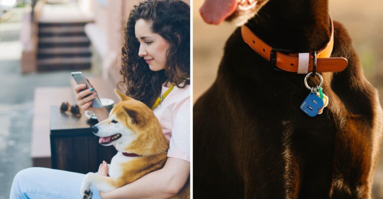 20 Things Texas Dog Owners Should Do Before Their Dog Ever Goes Missing