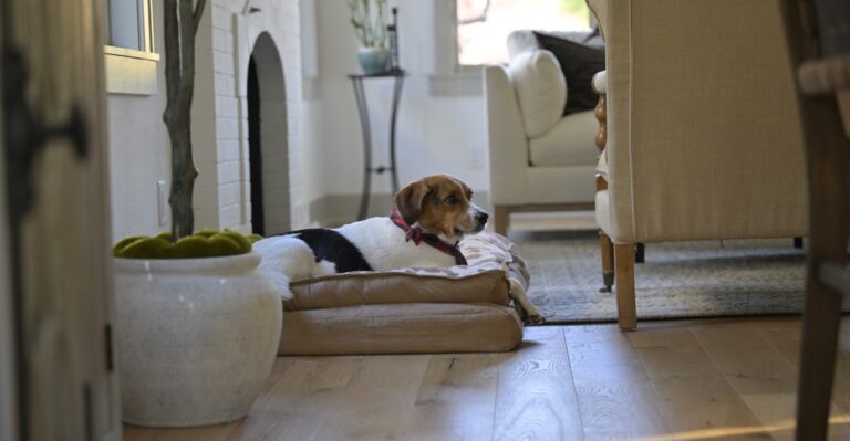 How A Second Home Can Quietly Double The Dog Supplies Michigan Owners Keep On Hand