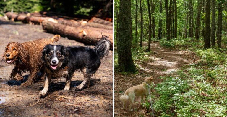 What Dog Owners Should Know Before Hiking The New Jersey Pine Barrens