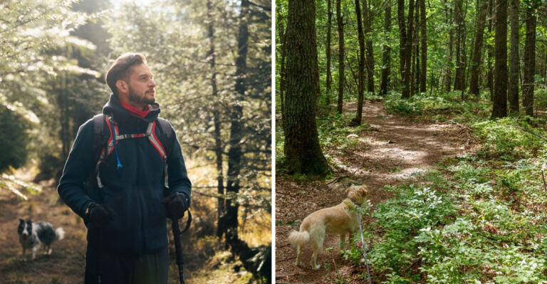 What Michigan Dog Owners Should Know About Dogs And Wildlife In State Parks
