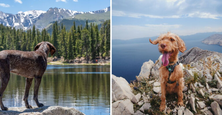Why Altitude Can Change The Way Your Dog Handles A Colorado Hike
