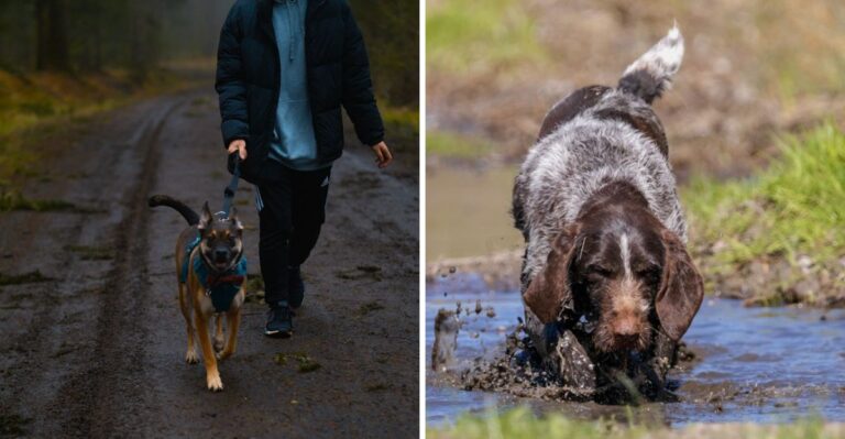 How Vermont Mud Season Changes Dog Walks, Paw Care, And Your Floors