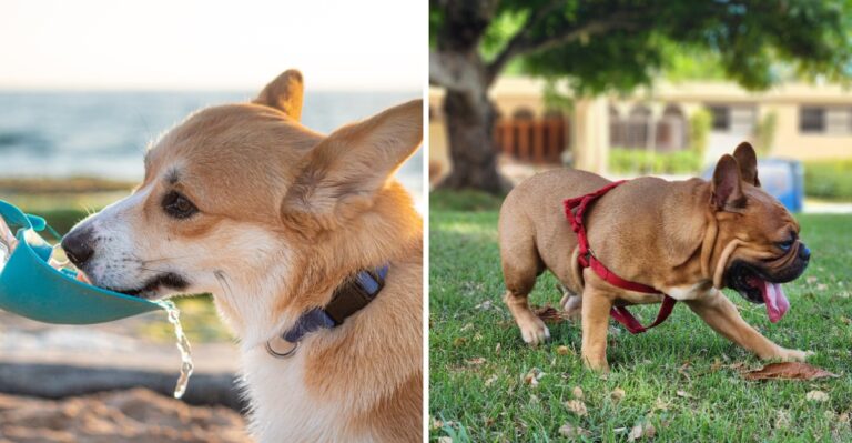 How Florida Heat Changes Exercise For Older Dogs