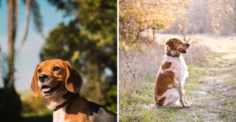 15 Dog Breeds That Fit North Carolina’s Mix Of Mountain, Coastal, And Suburban Living