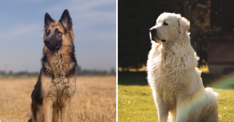 20 Working Dog Breeds Suited To Missouri Farms And Acreage
