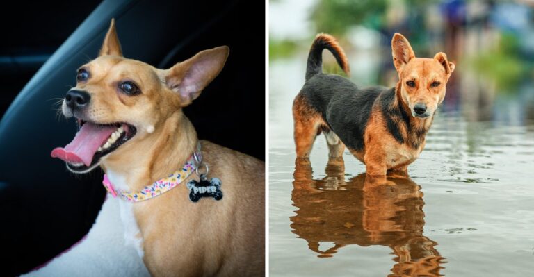 What Florida Owners Should Put On A Dog’s ID Before Hurricane Season