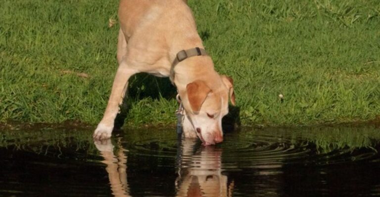 Why Florida Dog Owners Should Pay Attention To Red Tide And Algae Alerts