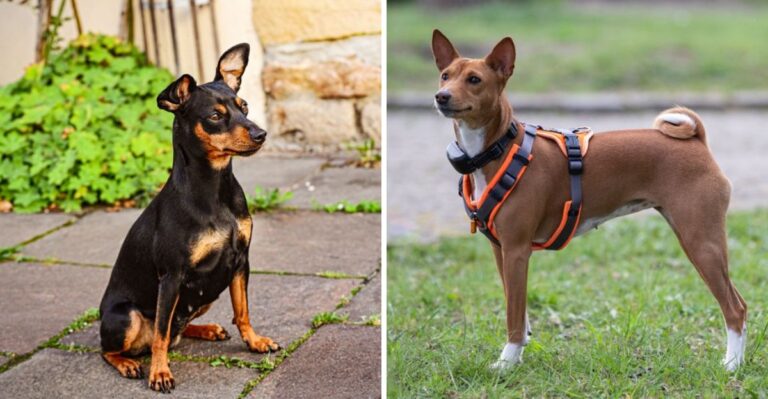 18 Dog Breeds Better Suited To Hawaii’s Warm, Humid Island Climate