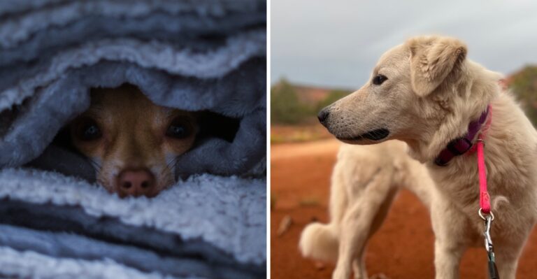 16 Storm-Shelter Supplies Texas Dog Owners Should Keep Ready