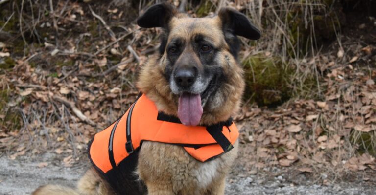 15 Hunting-Season Precautions For Dogs On New Jersey Public Lands