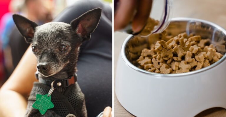 20 Florida Senior-Dog Travel Adjustments For Seasonal Residents Who Drive North Each Year
