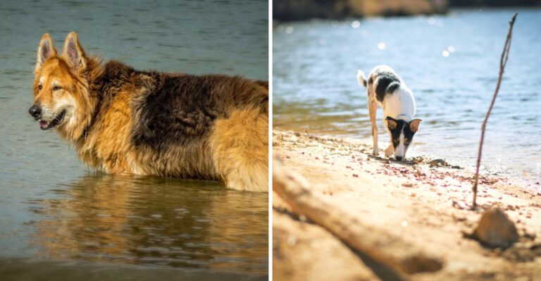 What Arkansas Dog Owners Should Check Before Letting A Dog Swim In A Warm Lake