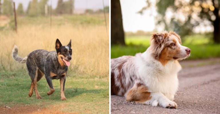 18 Working Dog Breeds For Ohio Farms And Rural Acreage