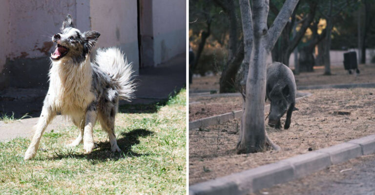 What To Do If A Javelina Confronts Your Dog In Arizona