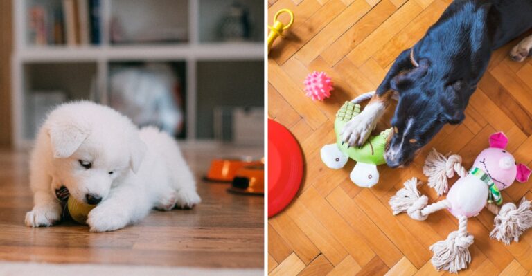 12 Pennsylvania Indoor Dog Activities That Work In Rowhouses Without A Big Yard