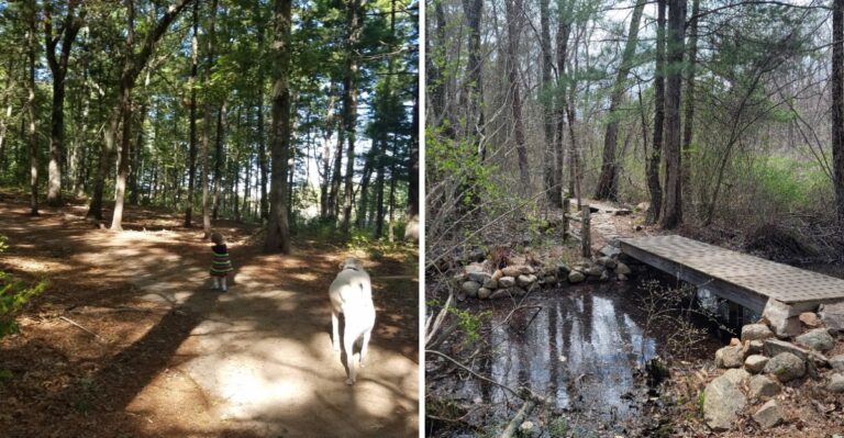 16 Massachusetts Town Forests With Easy Loops For Leashed Dogs