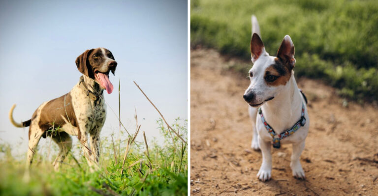 20 Dog Breeds Built For Active Texas Owners And Plenty Of Outdoor Space