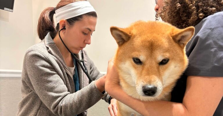 15 North Carolina Vet Questions Worth Asking Before Humidity And Storm Season Set In