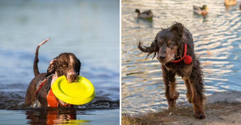 15 Water-Loving Dog Breeds For Illinois Lake And River Weekends