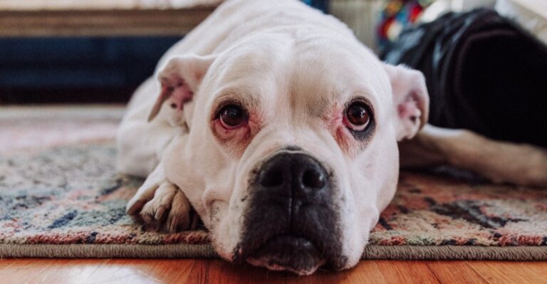 19 Texas Cooling And Flooring Changes That Help Senior Dogs Through Long Summers