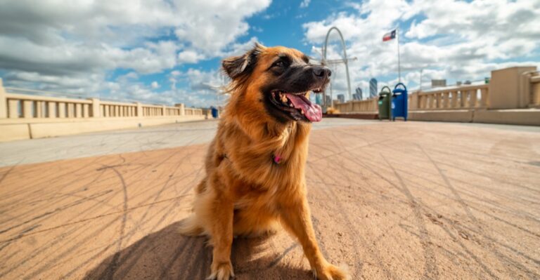 What New Texas Dog Owners Usually Learn During Their First Summer