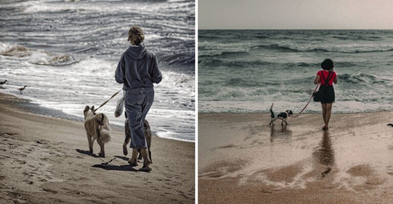 What North Carolina Dog Owners Should Know About Seasonal Rules On Outer Banks Beaches