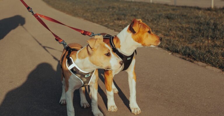 16 Coastal-Storm Supplies Maryland Dog Owners Should Keep Ready