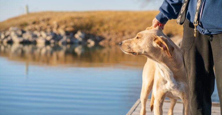 Moving From A Texas High-Rise To Ranch Country Changes These 15 Dog-Owner Habits