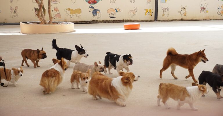 15 Georgia Daycare Features That Matter To Owners With Long Atlanta Commutes