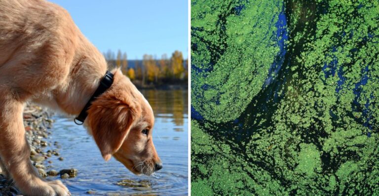 Why Oklahoma Lake Advisories Matter Before Your Dog Goes Swimming