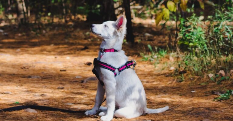 20 Things To Check Before Taking A Dog Into New Jersey Wildlife Management Areas
