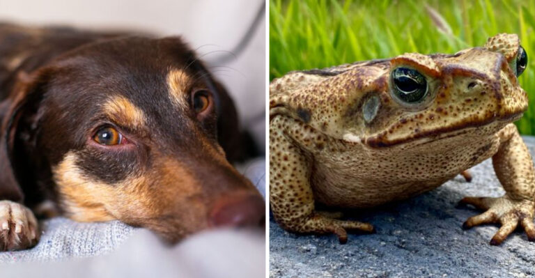 What Florida Dog Owners Should Know About Cane Toads Before Letting Dogs Into The Yard