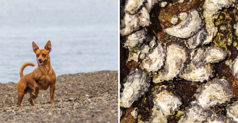 Why Oyster Shells And Marsh Mud Can Injure Dogs Along Virginia’s Tidewater Shores