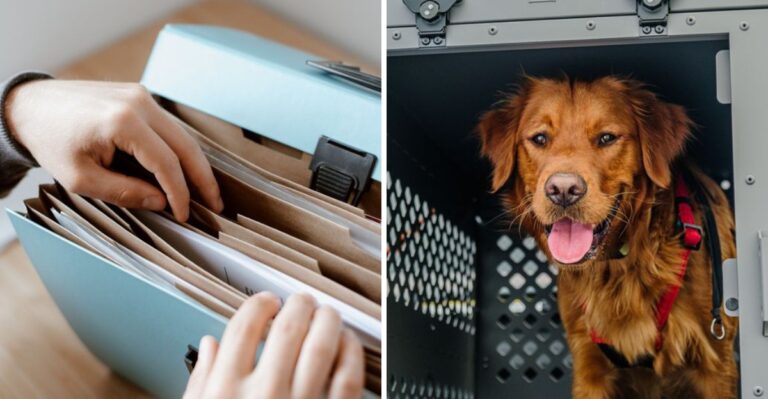 20 Hurricane Boarding Questions Dog Owners Should Answer Before Louisiana Evacuation Routes Fill Up