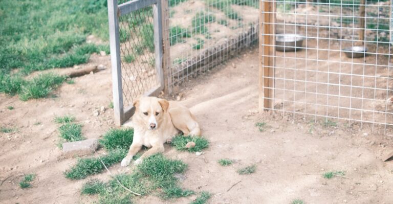 Acreage Changes The Dog Budget In Texas Long Before The First Vet Bill Arrives