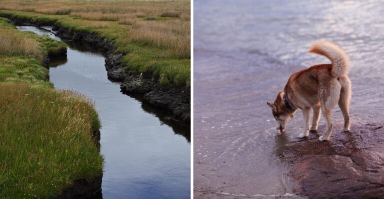 15 Massachusetts High-Tide And Salt-Marsh Hazards Dog Owners Should Recognize